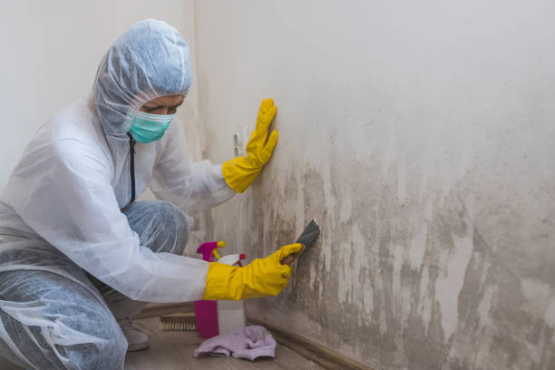 Best Industrial Mold Remediation  in Westport, NC