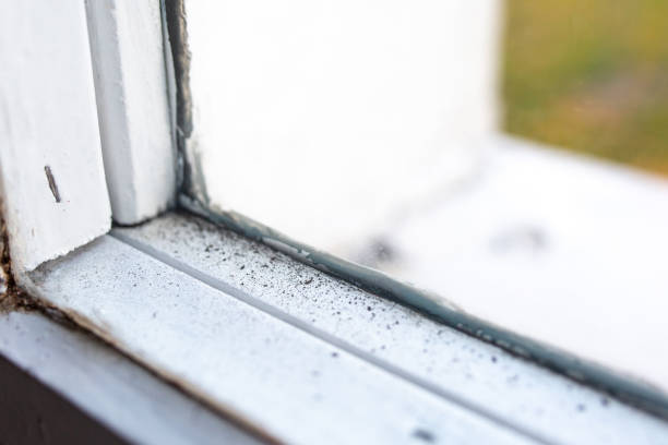 Biohazard Mold Removal in Westport, NC
