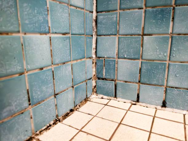 Trusted Westport, NC Mold Removal Experts
