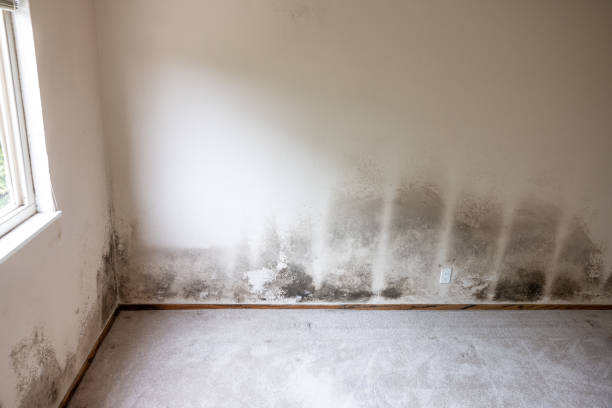 Best Crawl Space Mold Remediation  in Westport, NC